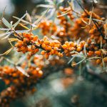 orange round fruits in tilt shift lens