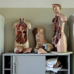 body anatomy mannequins on table